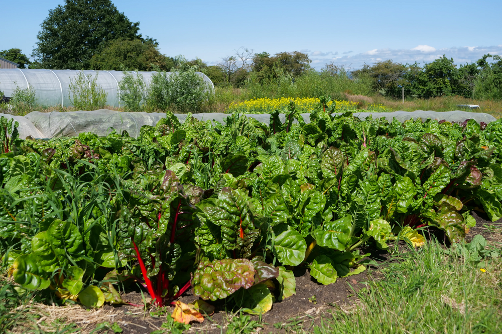 Vegetables growing in an allotment